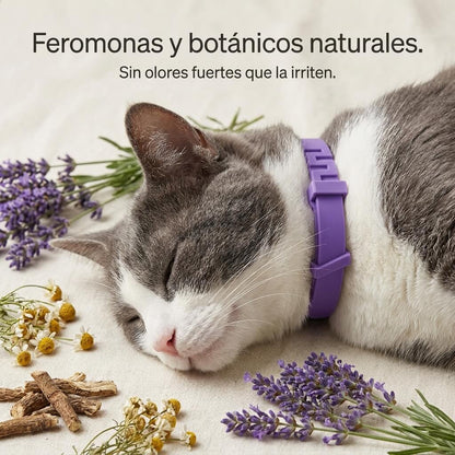 Collar calmante para gatos