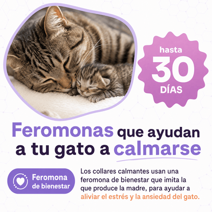 Collar calmante para gatos